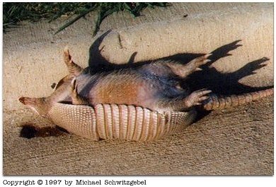 roadkill armadillo