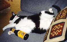 Spot's partied out